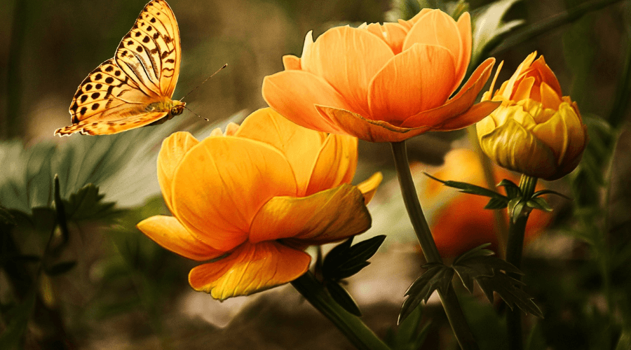 Giardino dell'iris_0.png