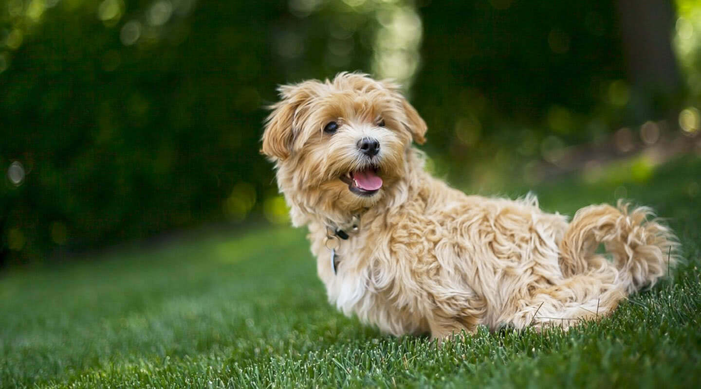 VillaIlPoggiale_Hotel_PetFriendly_Toscana_Tuscany