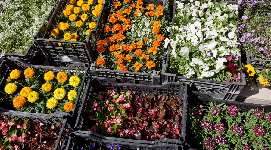 Mostra mercato di piante e fiori