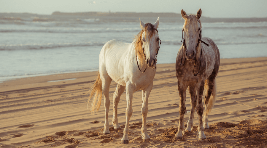 palio di Fuchecchio_0.png