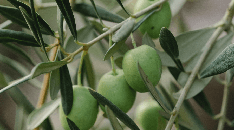 Merenda Oliveta